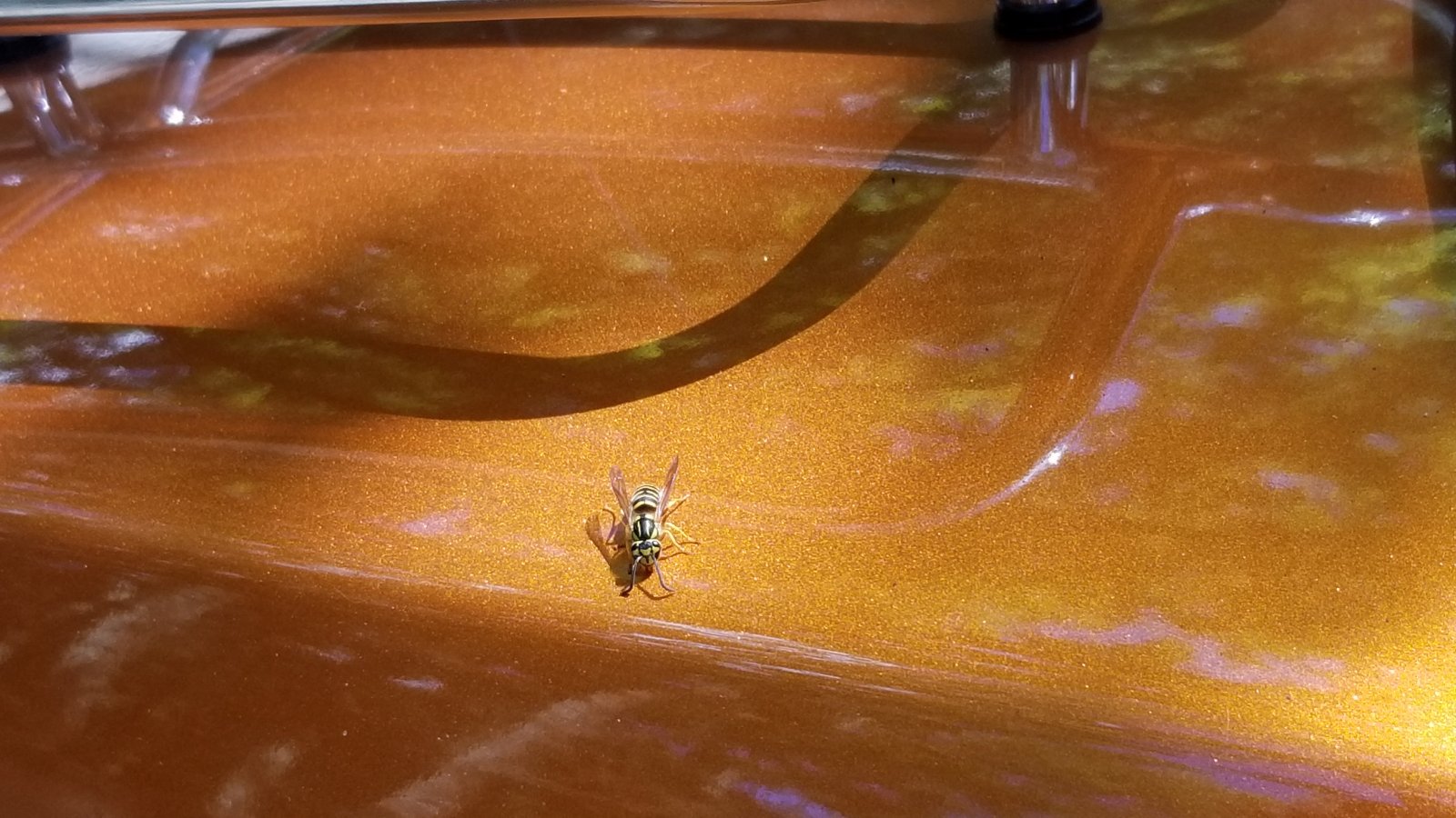 20210909_Yellow Jacket on bike.jpg