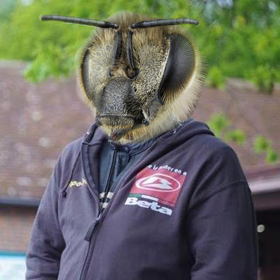 beeheaded.jpg