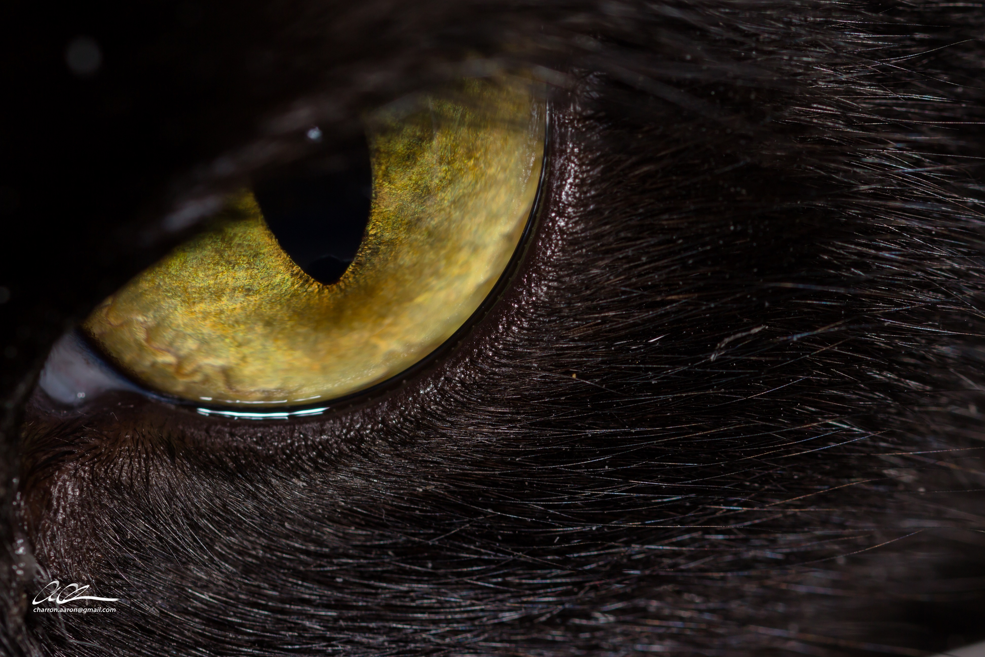 cateye.jpg