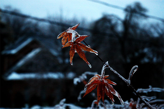 DSC_0036leaf.jpg