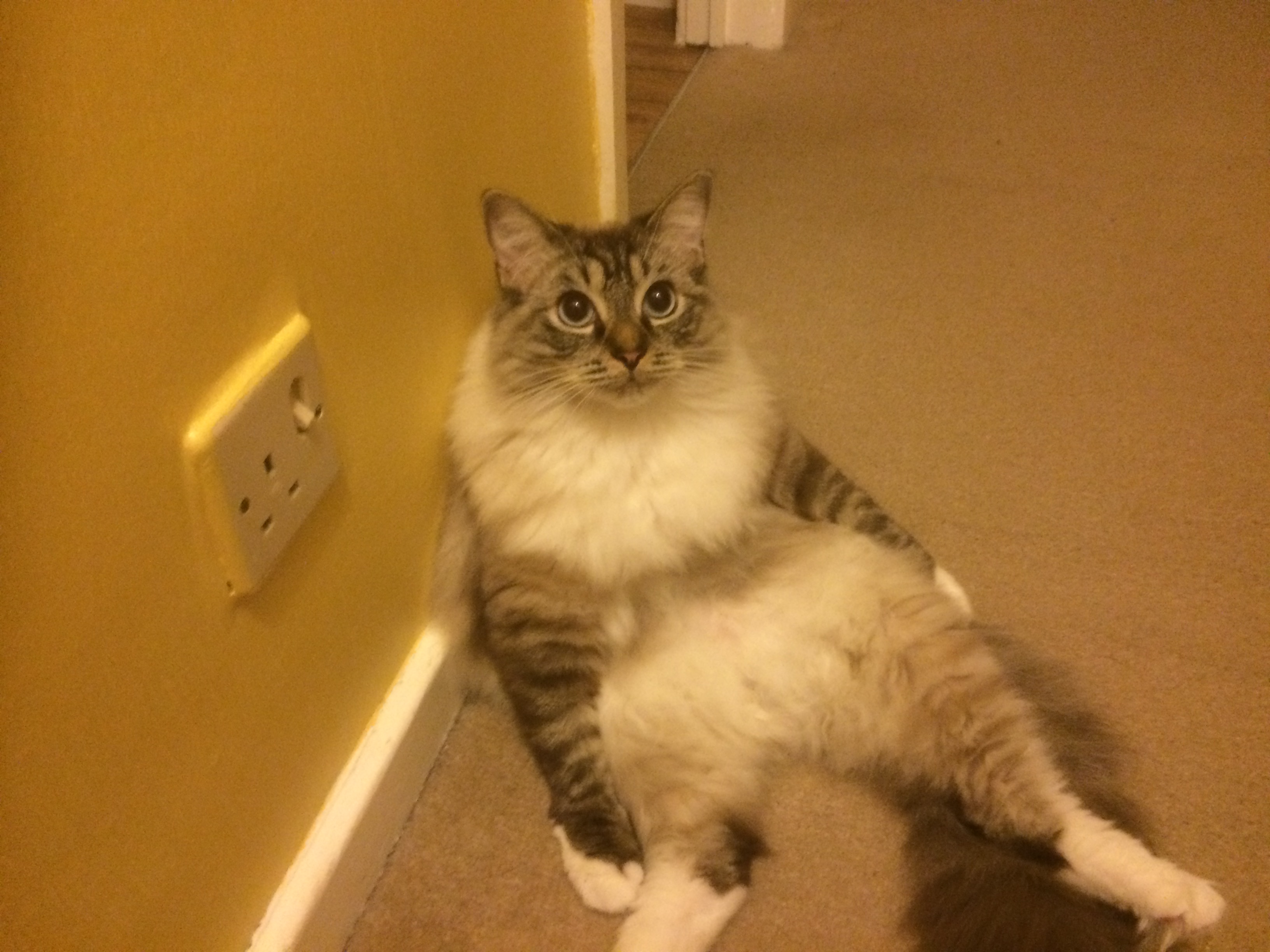 image.jpeg