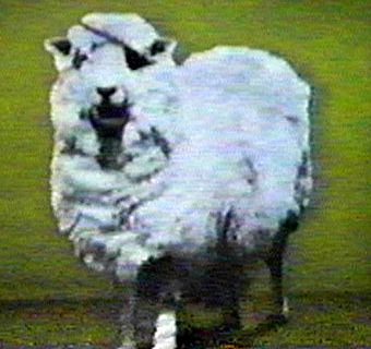 killer-sheep.jpg
