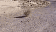 tumbleweed-lonely.gif