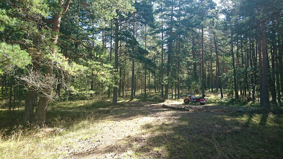 valkyrie-forest.png