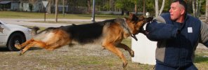 flying dog.jpg