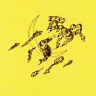 Cecco_1972